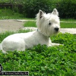 Westie Aghires CLUJ - Max